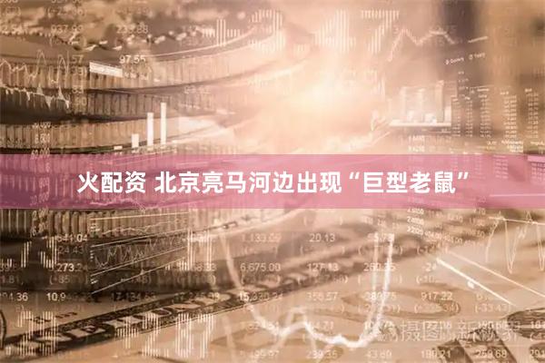 火配资 北京亮马河边出现“巨型老鼠”
